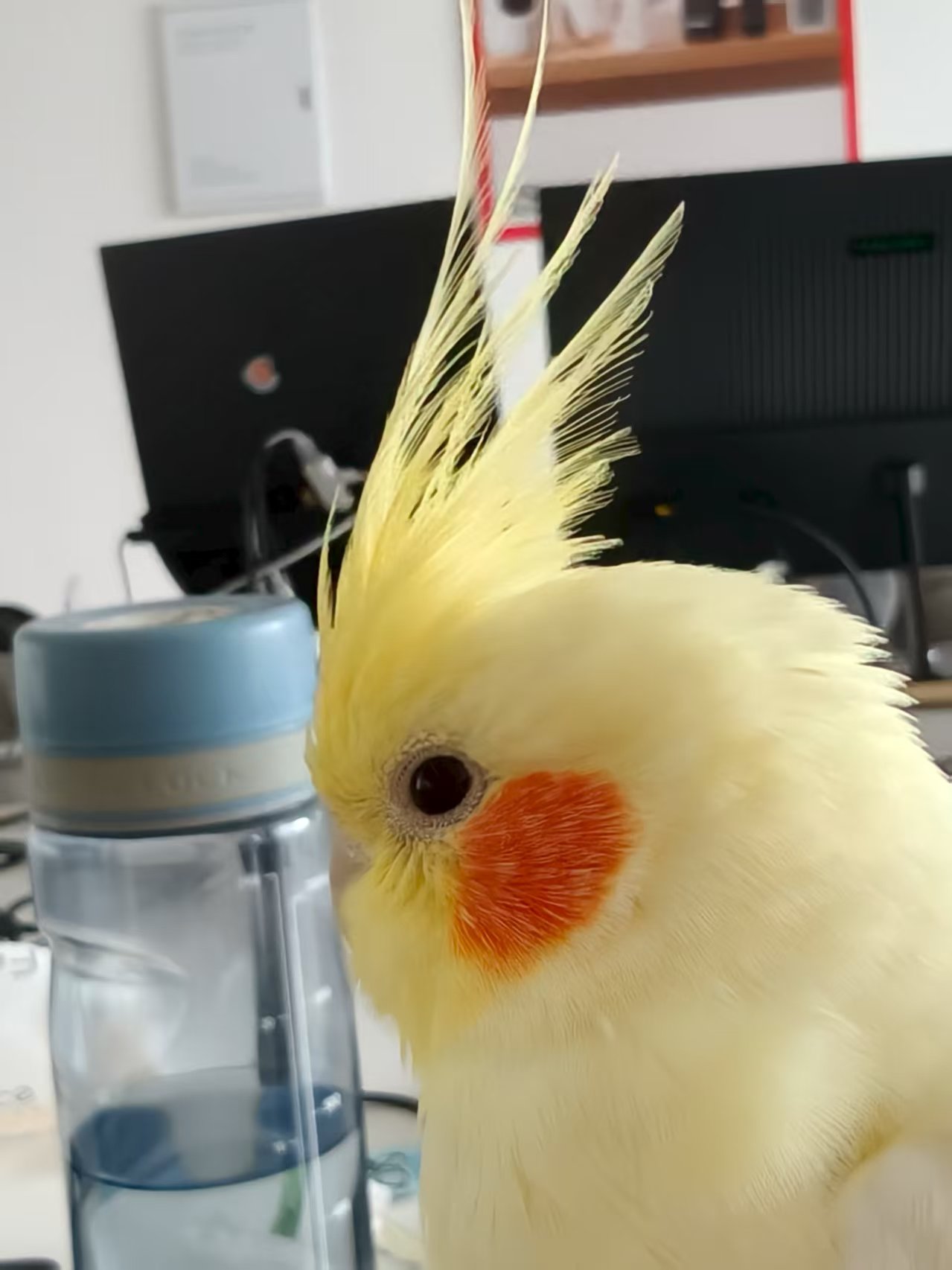 竖起头冠的玄凤鹦鹉