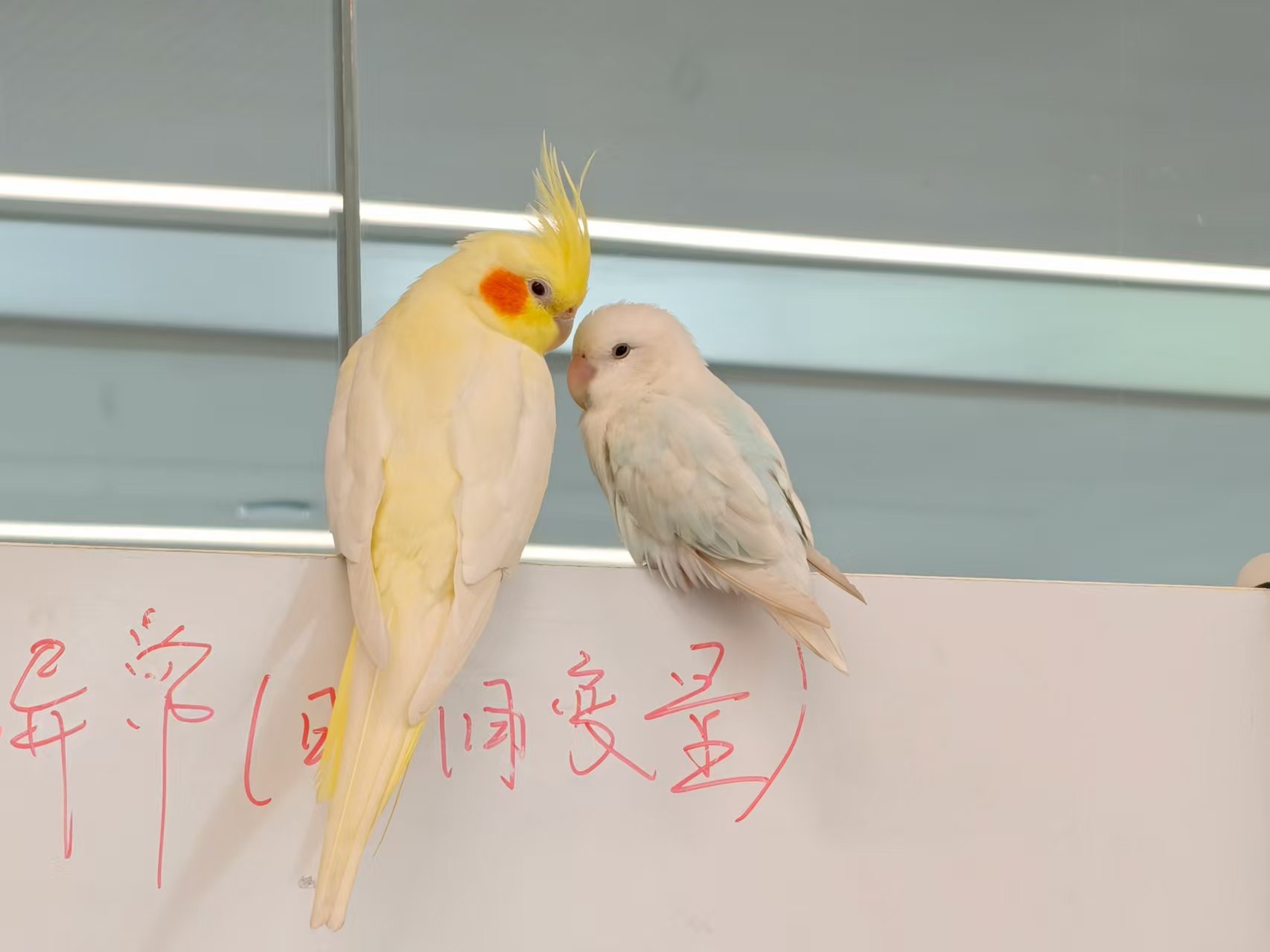 两只鹦鹉亲密互动