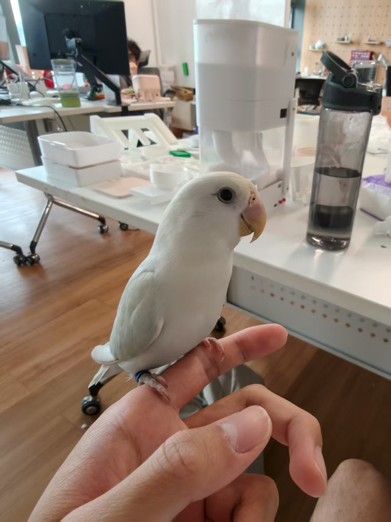 办公室里的白色鹦鹉