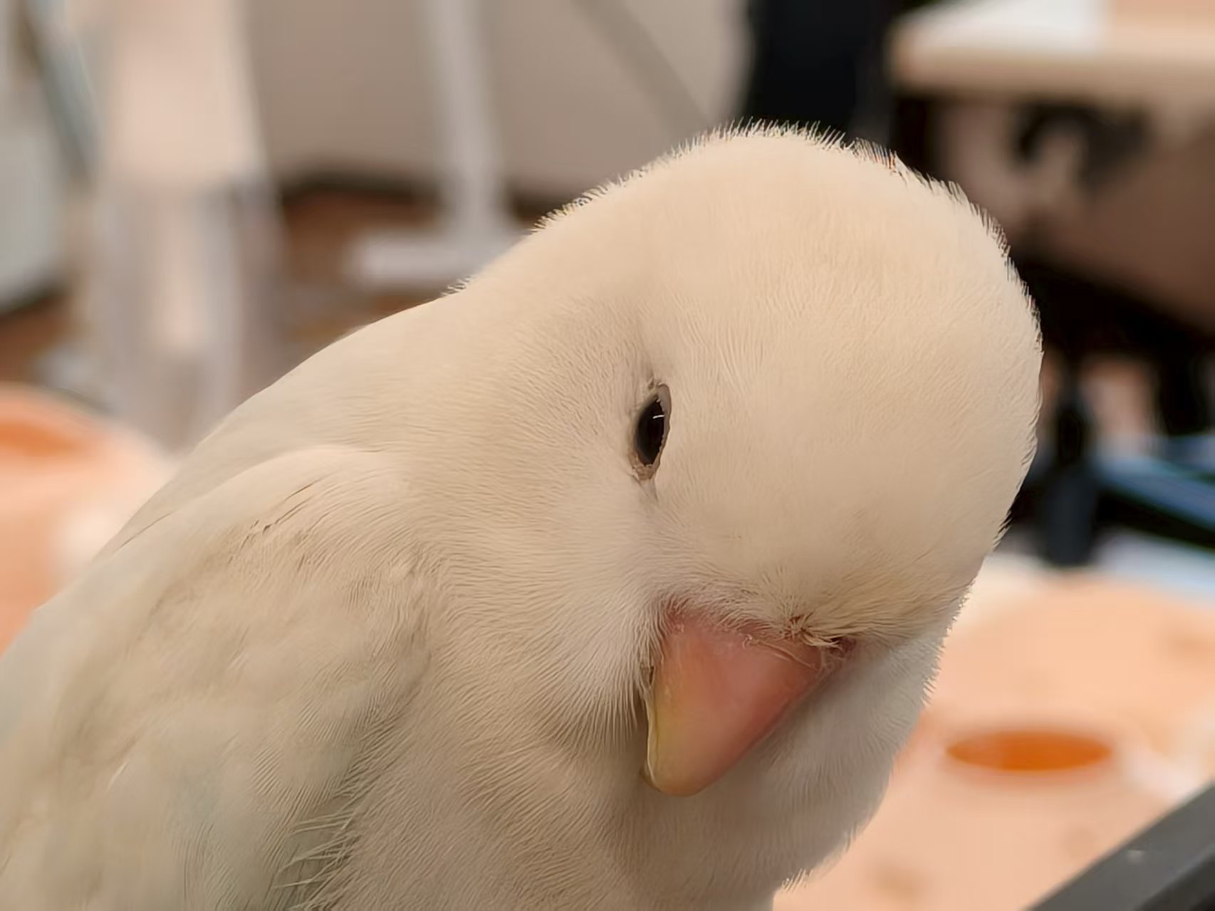 白色鹦鹉特写